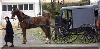 Amish Contest